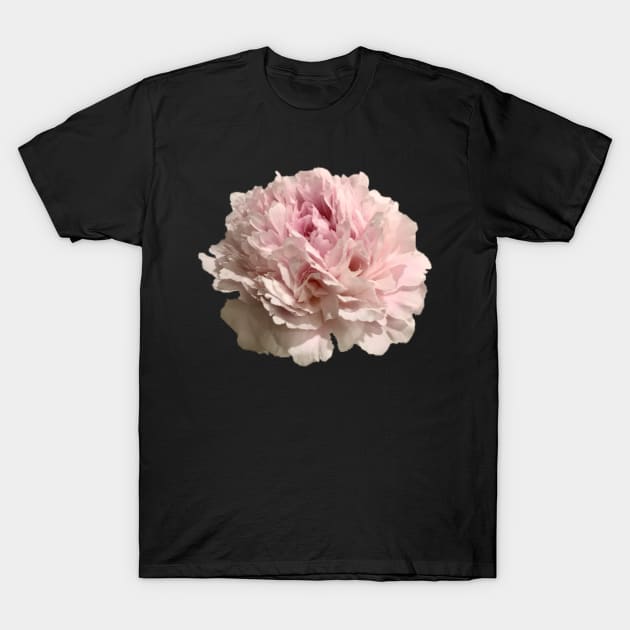 Pale Pink Peony Close-up T-Shirt by InalterataArt